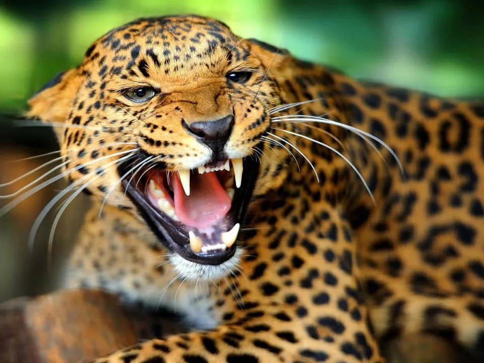 Safari image 1