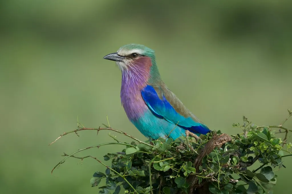 Safari image 2