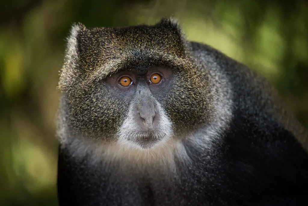 blue monkey