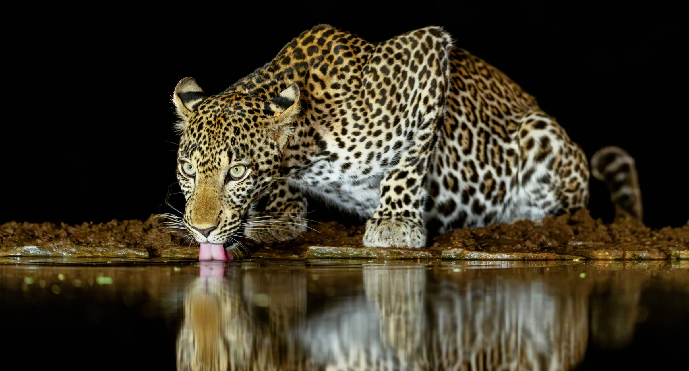leopard