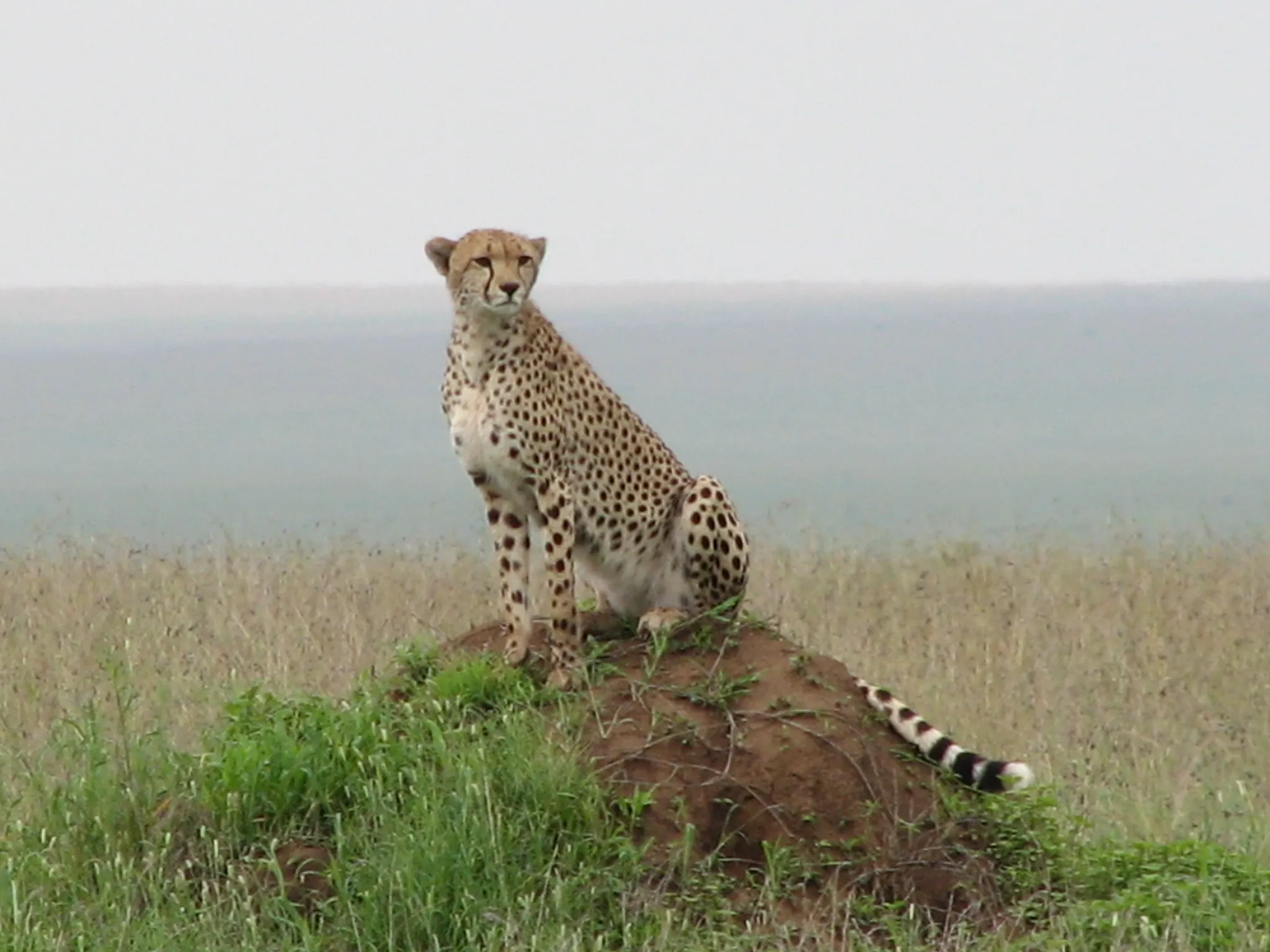 When to Visit the Serengeti for the Best Wildlife Viewing