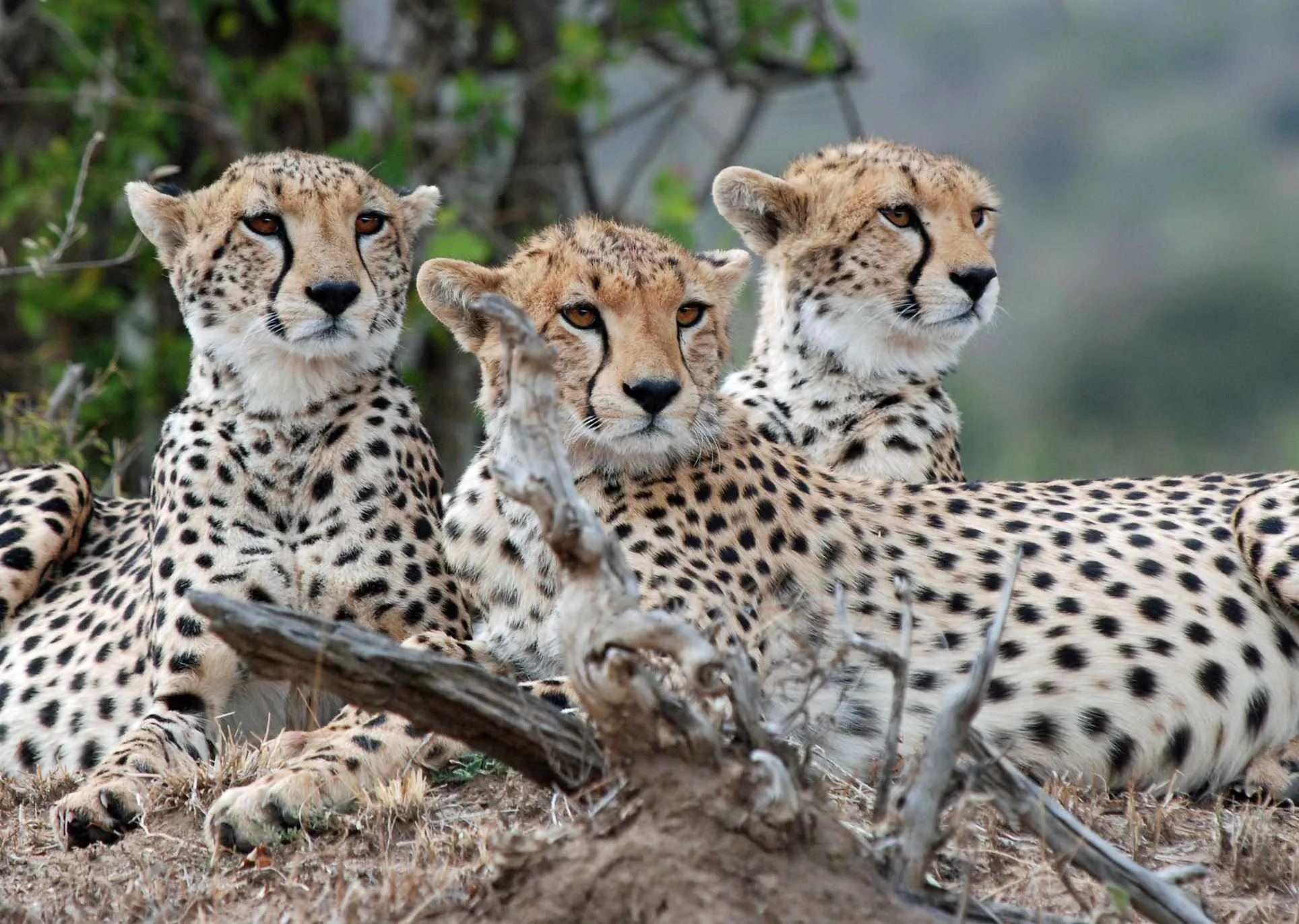 10 Days Kenya — Amboseli, Nakuru & the Masai Mara - Mid range