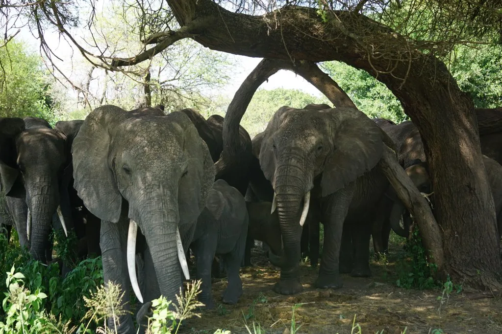 Safari image 3