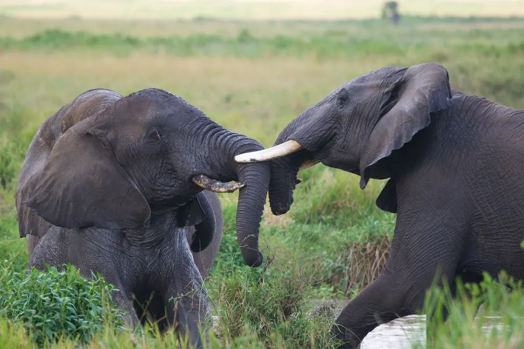 5-Day Budget Safari: Tarangire · Serengeti · Ngorongoro