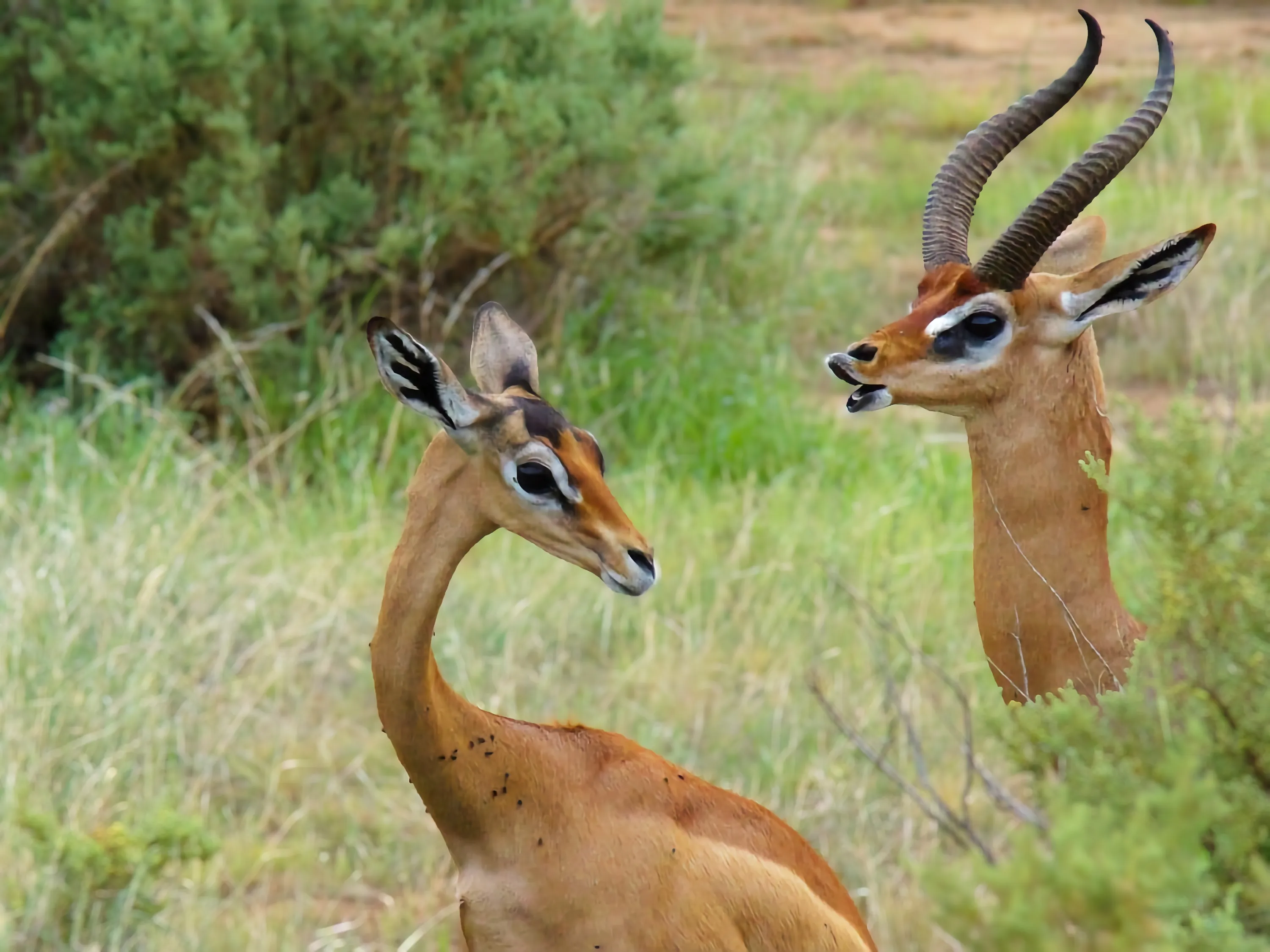 Gerenuk antelope in mkomazi