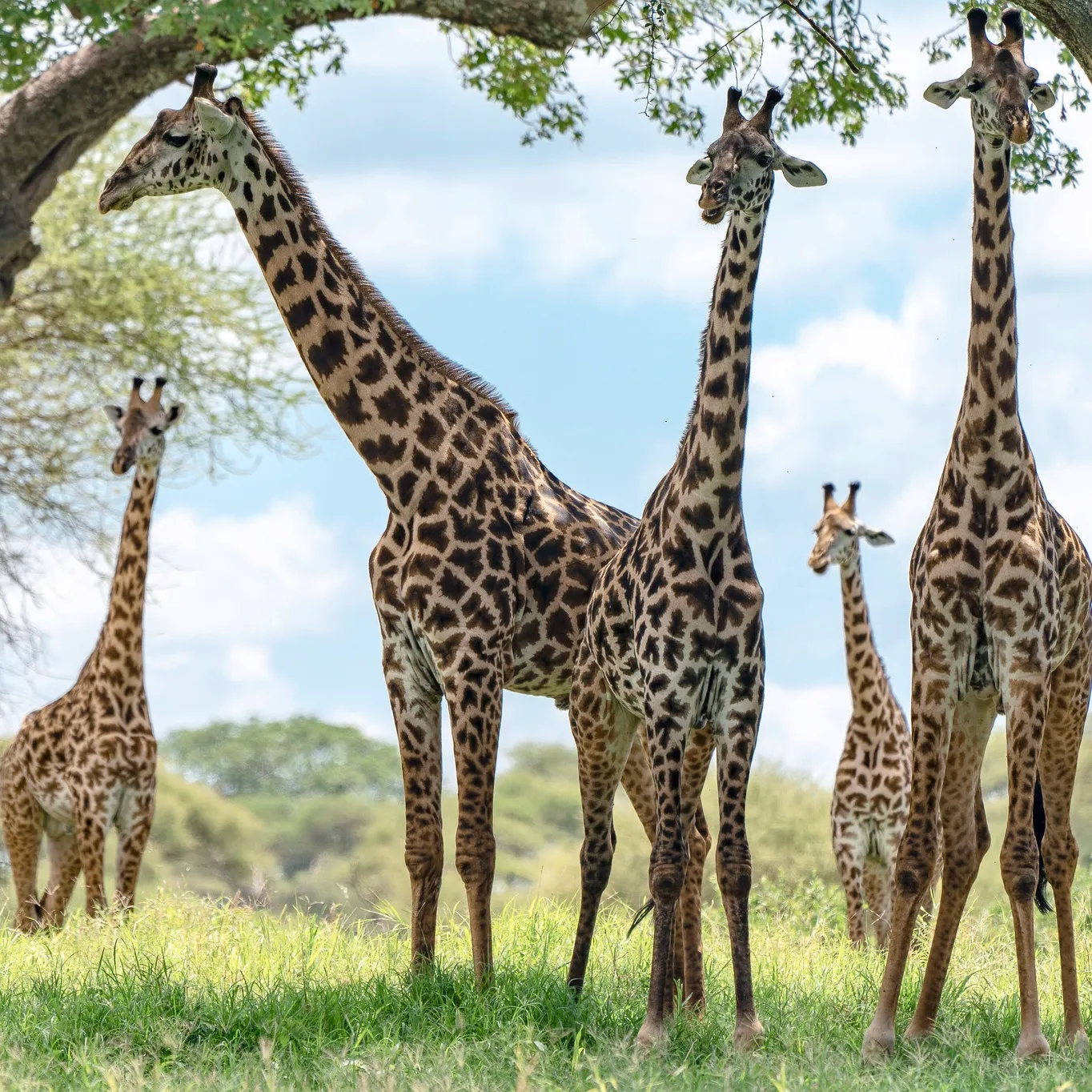 Giraffe family feeding in the Serengeti