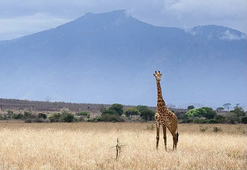 Safari image 4