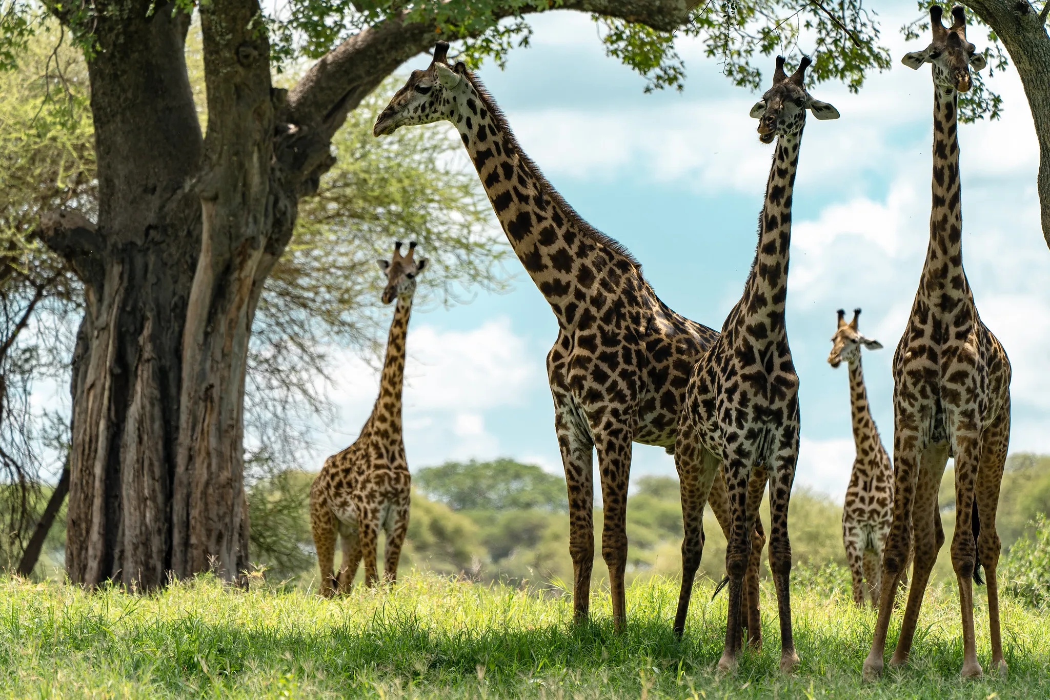 Safari image 1