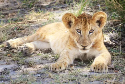 Safari image 4