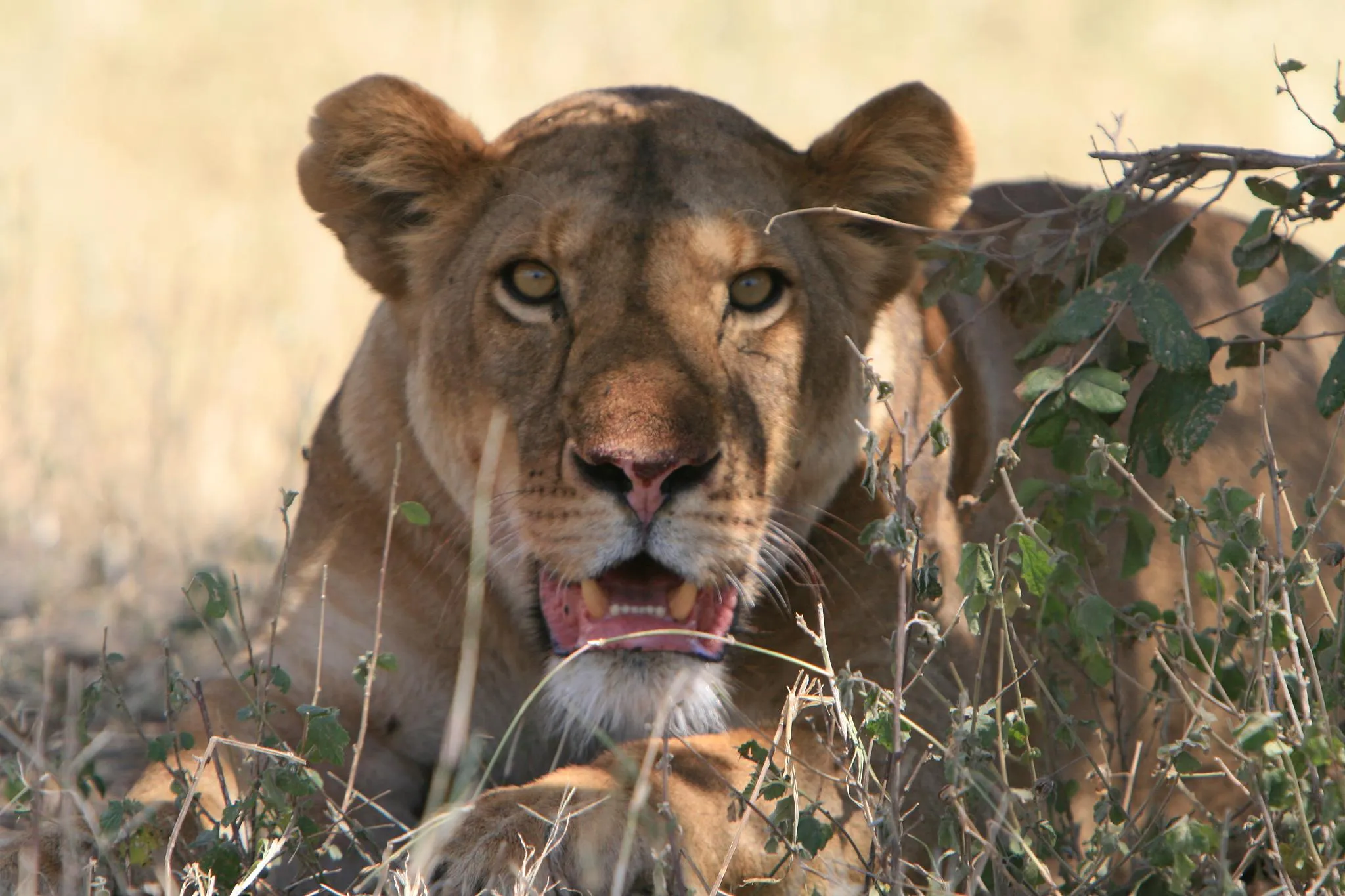 Lion in the Serengeti