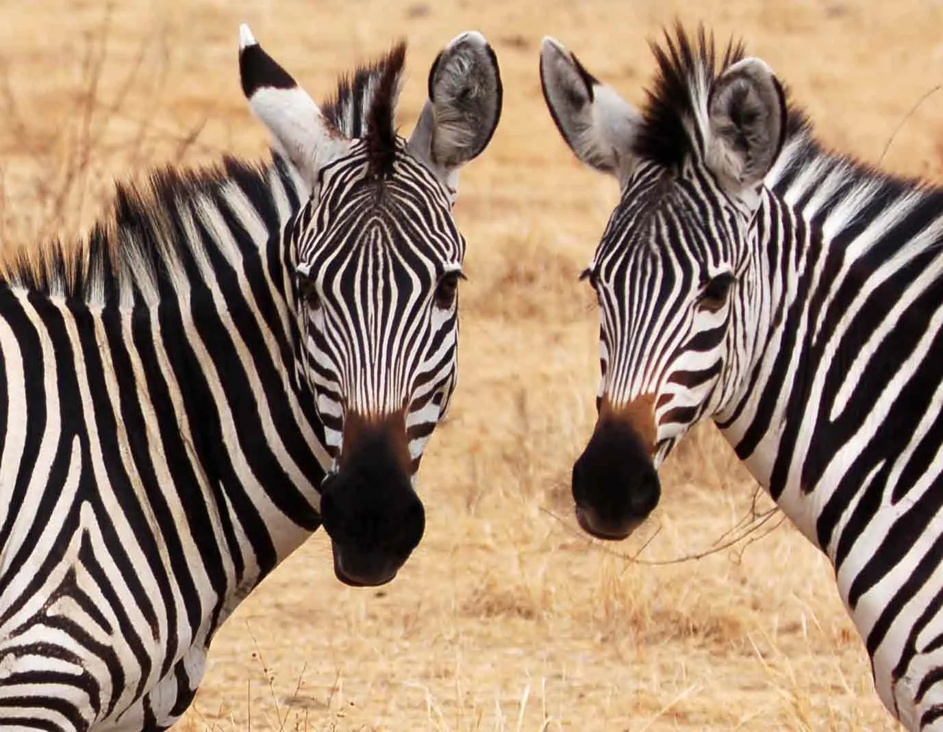 Safari image 4