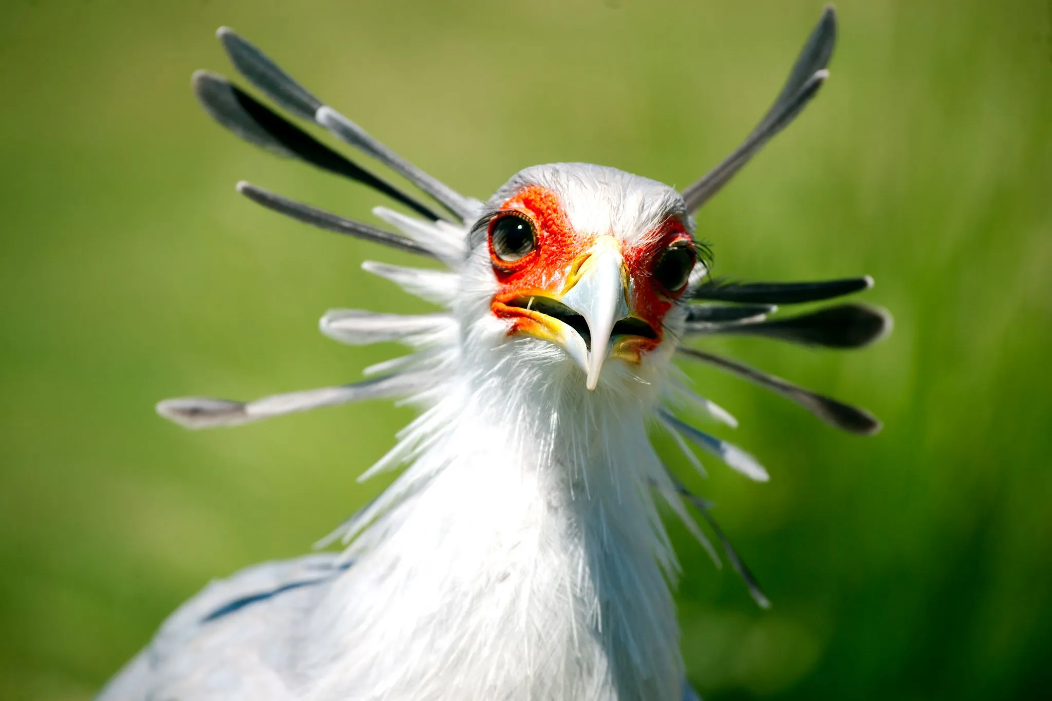 Secretary bird in Mkomazi
