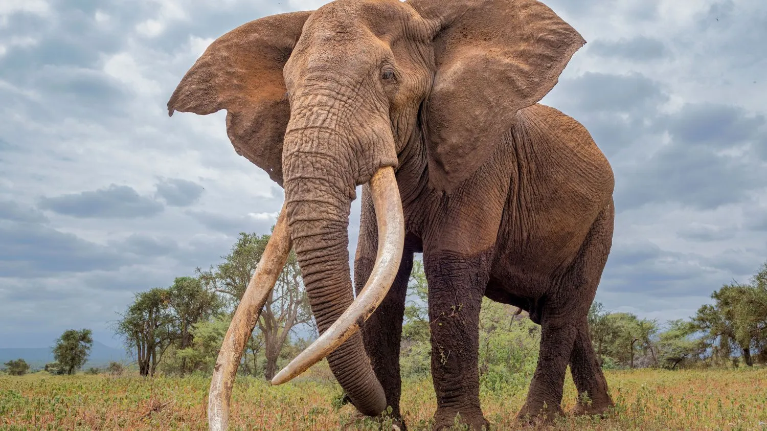 Why We Only Do Photographic Safaris