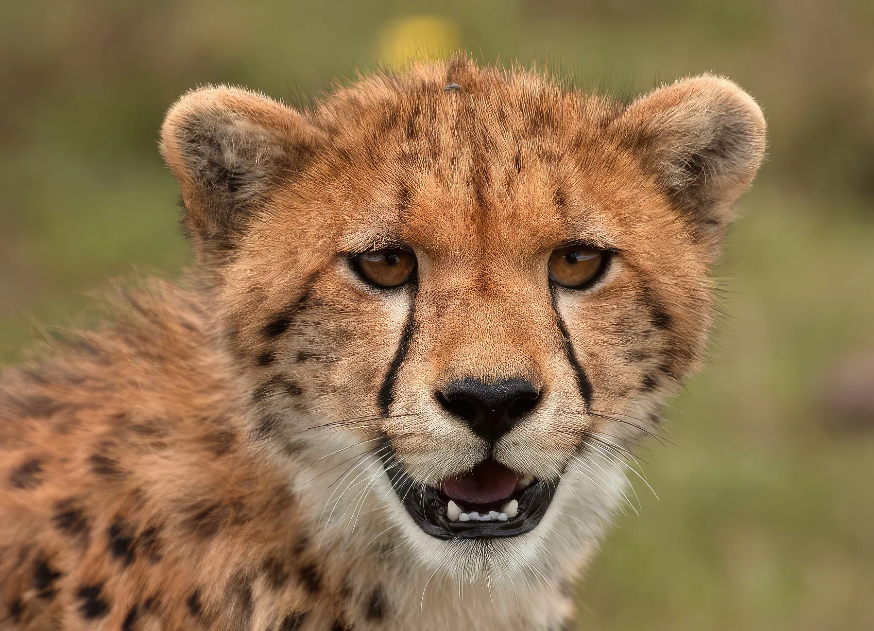 Safari image 4
