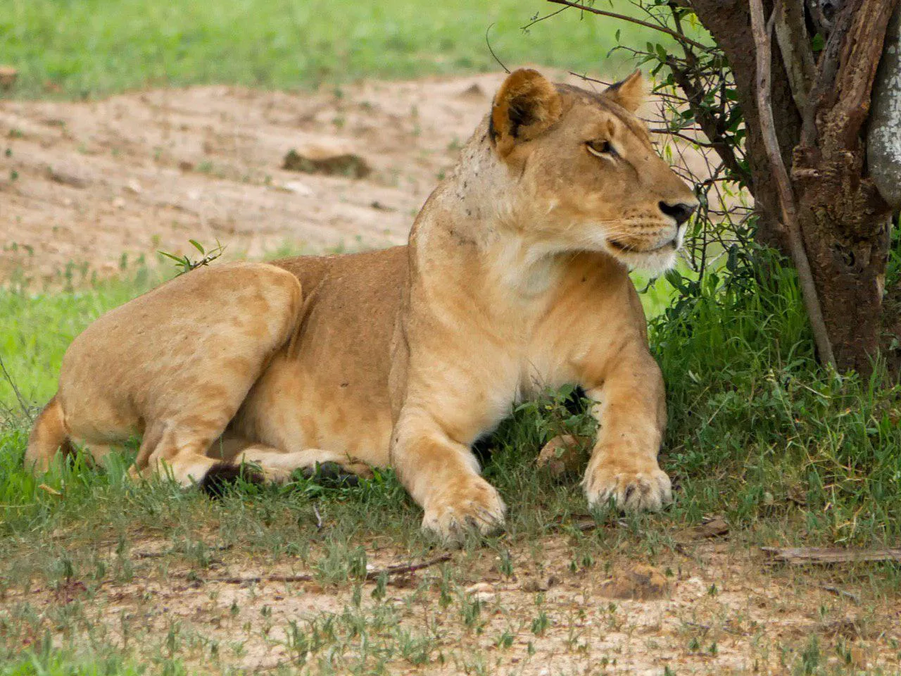 Young lion