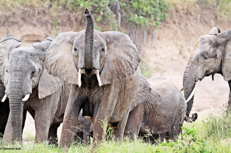 8-Day Tanzania Safari: Tarangire, Serengeti & Ngorongoro Crater