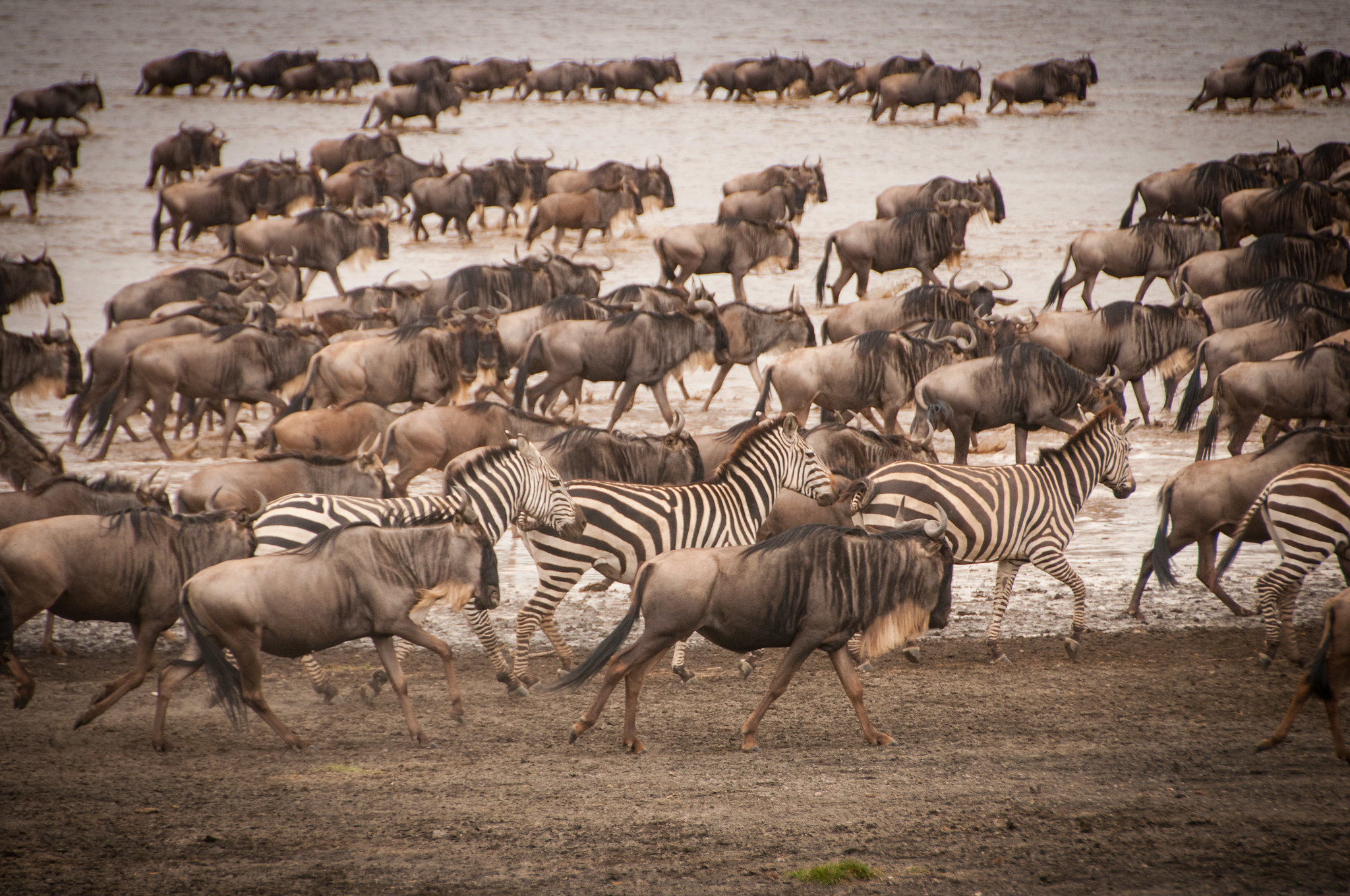 13-Day Kenya–Tanzania Great Migration Safari Circuit
