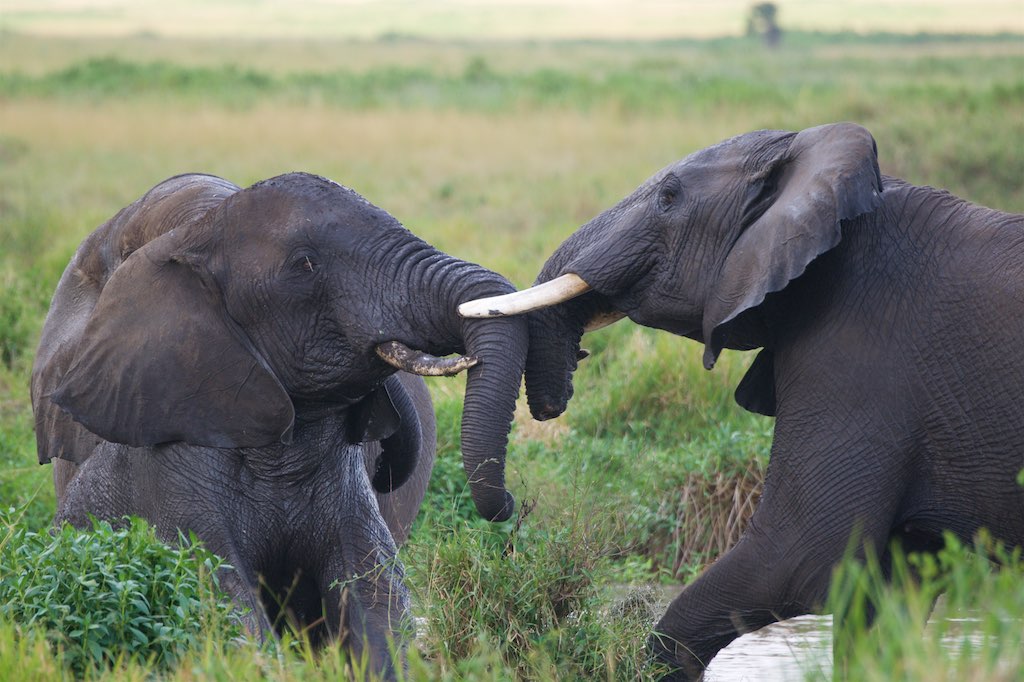 5‑Day Budget Tanzania Safari: Tarangire · Serengeti · Ngorongoro