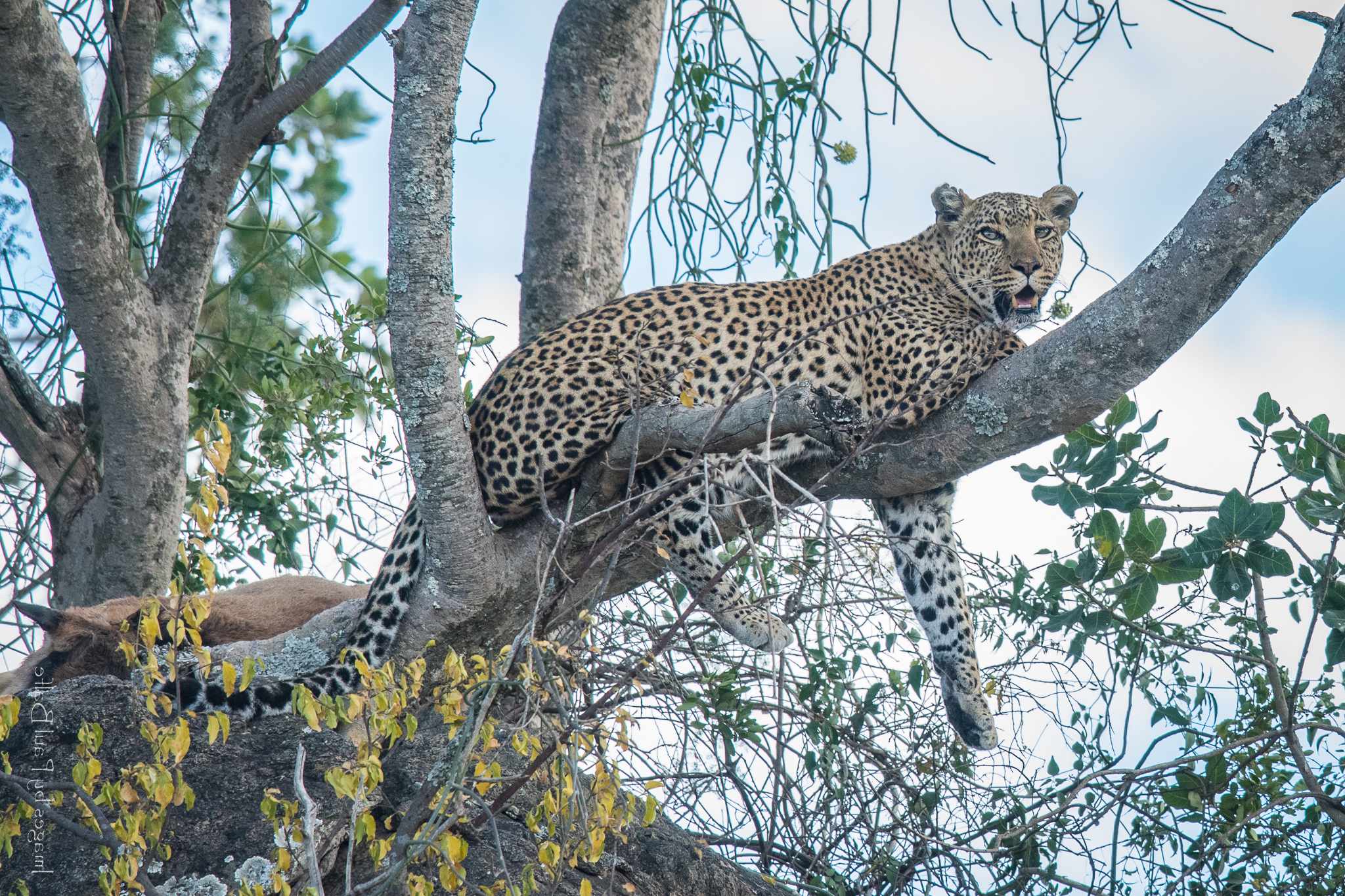 Ultimate 10-Day Best of Tanzania Safari Adventure