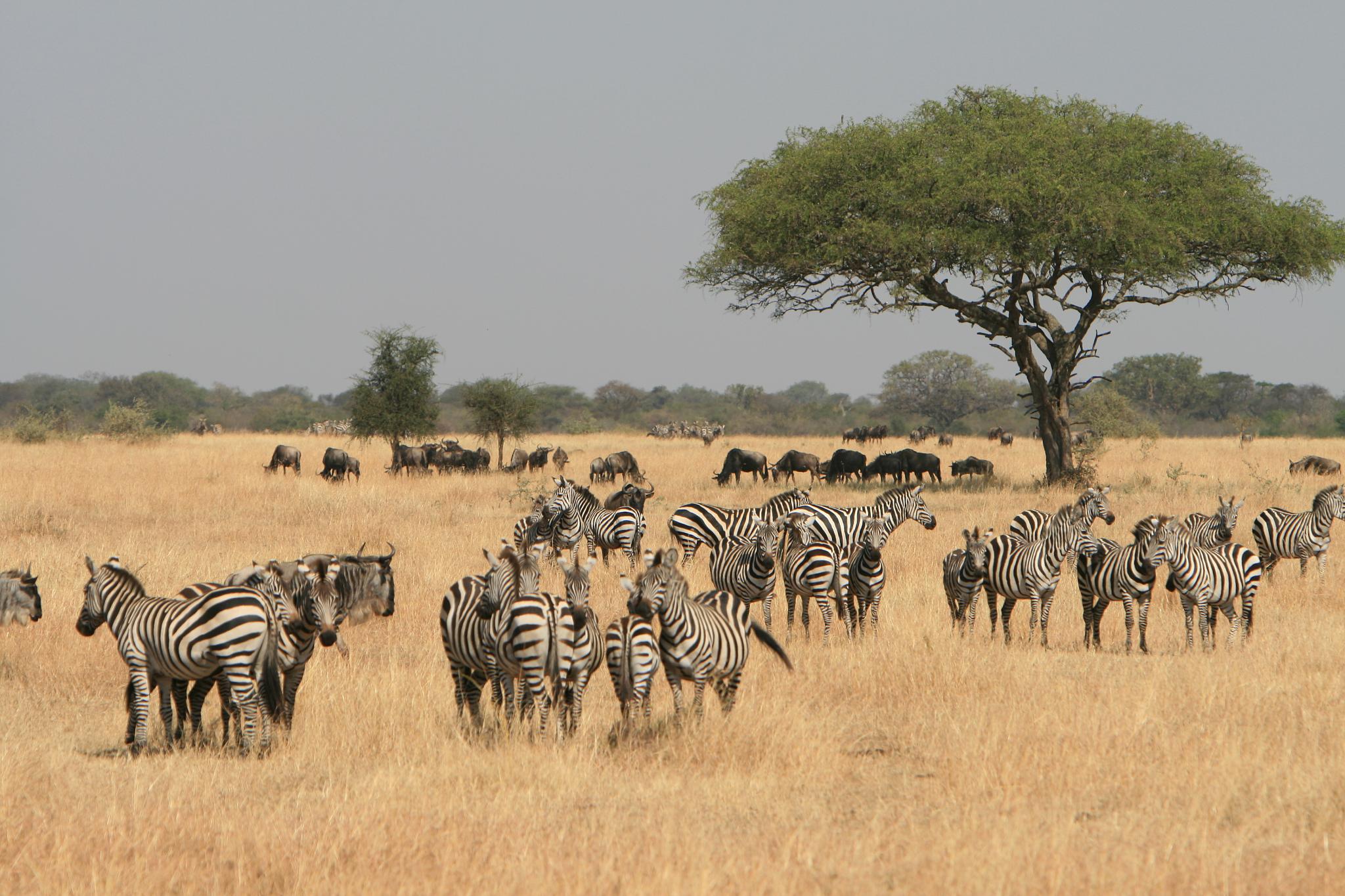 serengeti zebras