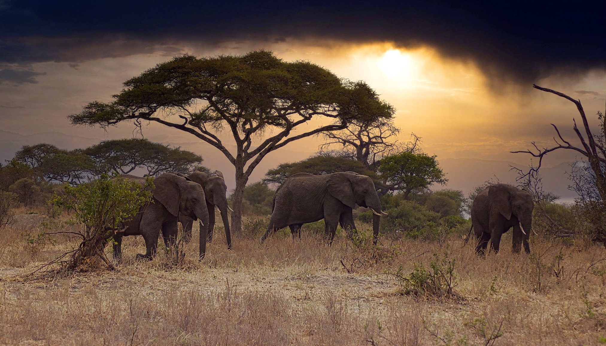 tarangire elephants